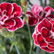 Hvozdík karafiát 'Capitan Colón' - Dianthus caryophyllus 'Capitan Colón'