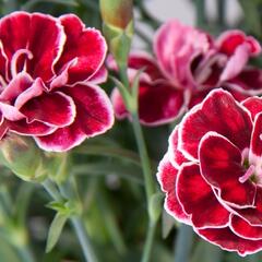 Hvozdík karafiát 'Capitan Colón' - Dianthus caryophyllus 'Capitan Colón'