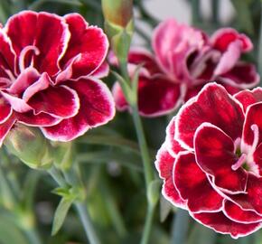 Hvozdík karafiát 'Capitan Colón' - Dianthus caryophyllus 'Capitan Colón'