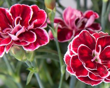 Hvozdík karafiát 'Capitan Colón'