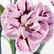 Hvozdík karafiát 'Capitan Diaz' - Dianthus caryophyllus 'Capitan Diaz'