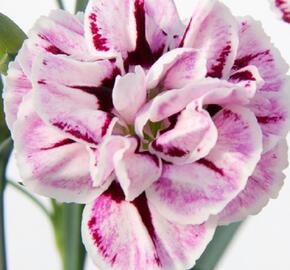 Hvozdík karafiát 'Capitan Diaz' - Dianthus caryophyllus 'Capitan Diaz'