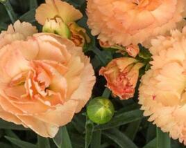 Hvozdík karafiát 'Sw.P. Apricot'