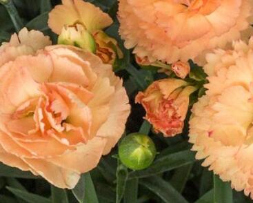 Hvozdík karafiát 'Sw.P. Apricot'