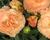 Hvozdík karafiát 'Sw.P. Apricot'