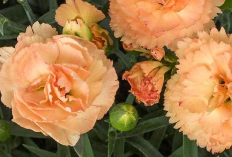 Hvozdík karafiát 'Sw.P. Apricot' - Dianthus caryophyllus 'Sw.P. Apricot'
