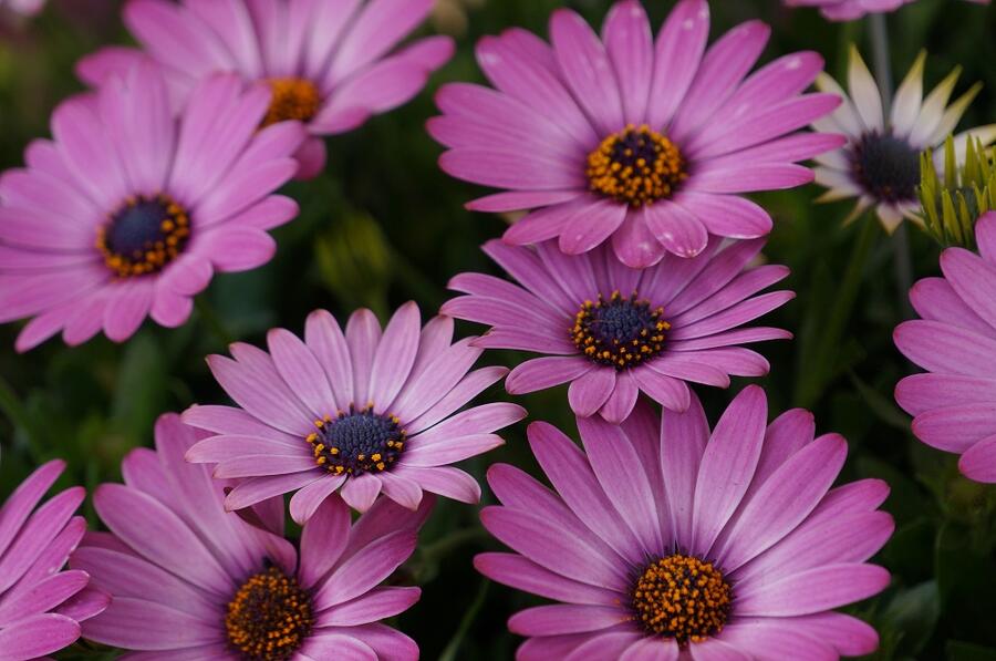 Dvoutvárka 'Margarita Dark Lilac' - Osteospermum ecklonis 'Margarita Dark Lilac'