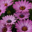 Dvoutvárka 'Margarita Dark Lilac' - Osteospermum ecklonis 'Margarita Dark Lilac'