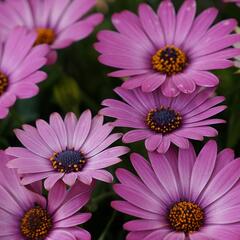 Dvoutvárka 'Margarita Dark Lilac' - Osteospermum ecklonis 'Margarita Dark Lilac'