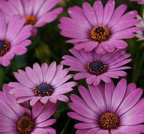 Dvoutvárka 'Margarita Dark Lilac' - Osteospermum ecklonis 'Margarita Dark Lilac'