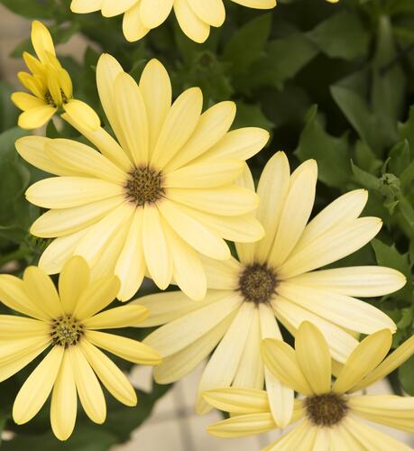 Dvoutvárka 'Margarita Lemon' - Osteospermum ecklonis 'Margarita Lemon'