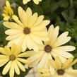 Dvoutvárka 'Margarita Lemon' - Osteospermum ecklonis 'Margarita Lemon'