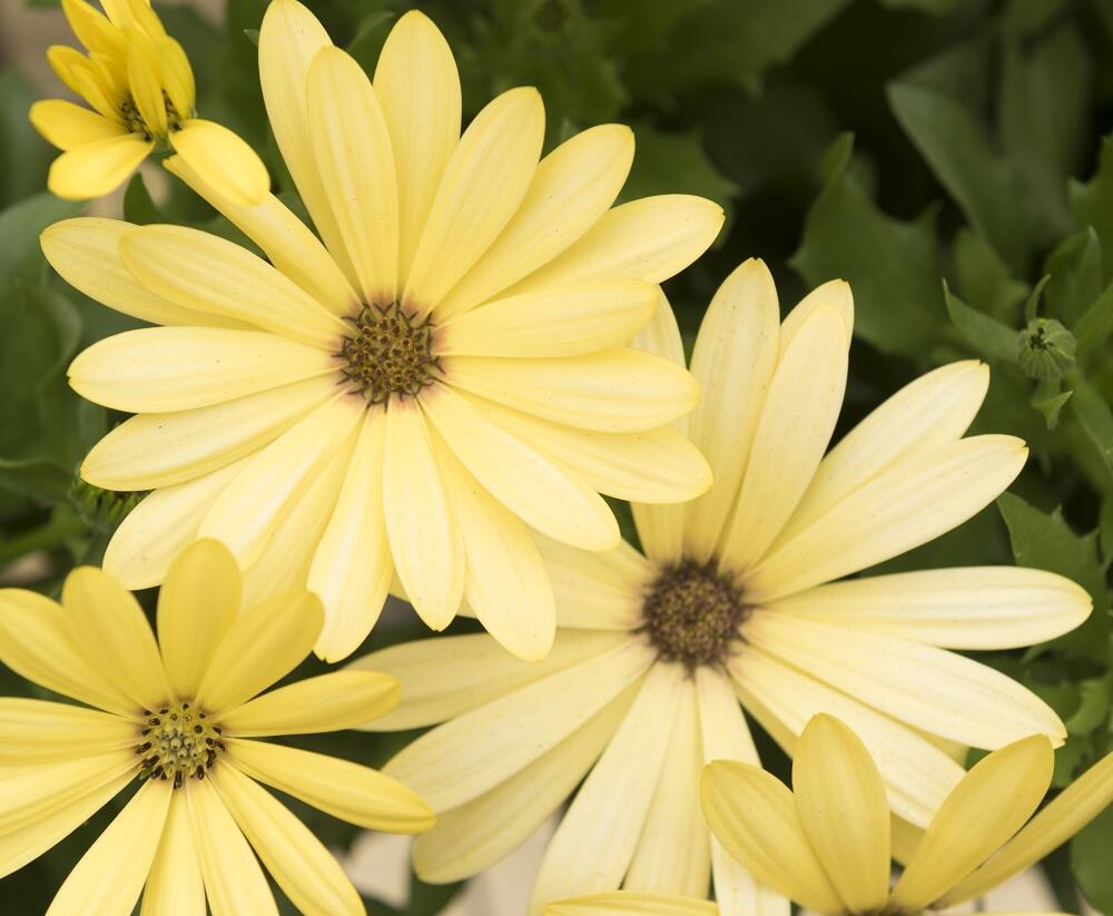 Dvoutvárka 'Margarita Lemon' - Osteospermum ecklonis 'Margarita Lemon'