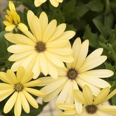 Dvoutvárka 'Margarita Lemon' - Osteospermum ecklonis 'Margarita Lemon'