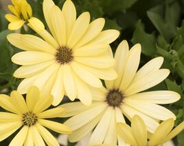 Dvoutvárka 'Margarita Lemon'