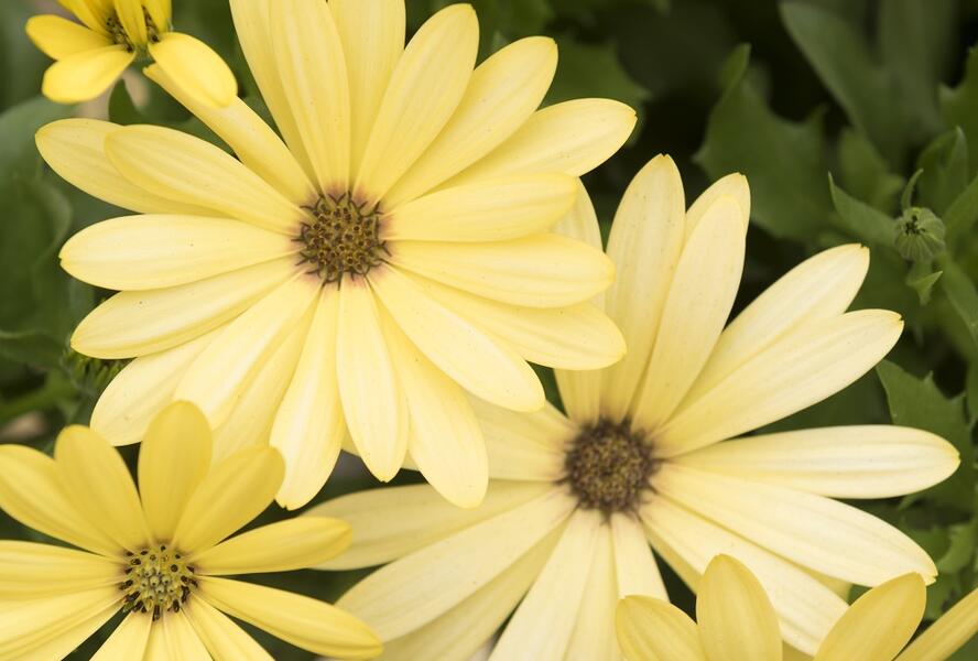 Dvoutvárka 'Margarita Lemon' - Osteospermum ecklonis 'Margarita Lemon'