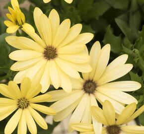 Dvoutvárka 'Margarita Yellow' - Osteospermum ecklonis 'Margarita Yellow'