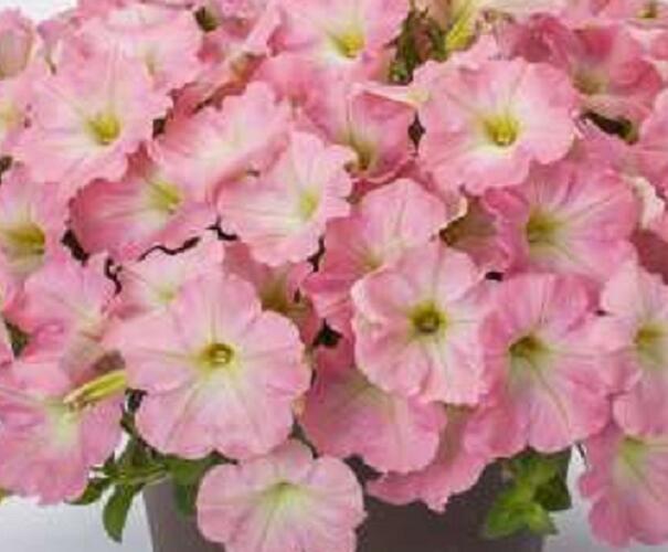 Petúnie 'Capella Baby Pink' - Petunia hybrida 'Capella Baby Pink'