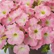 Petúnie 'Capella Baby Pink' - Petunia × atkinsoniana 'Capella Baby Pink'