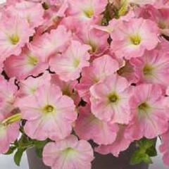 Petúnie 'Capella Baby Pink' - Petunia hybrida 'Capella Baby Pink'