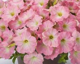 Petúnie 'Capella Baby Pink'