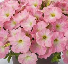 Petúnie 'Capella Baby Pink' - Petunia hybrida 'Capella Baby Pink'