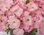 Petúnie 'Capella Baby Pink'