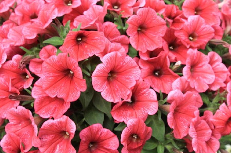 Petúnie 'Capella Coral' - Petunia hybrida 'Capella Coral'