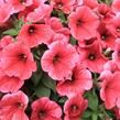 Petúnie 'Capella Coral' - Petunia × atkinsoniana 'Capella Coral'