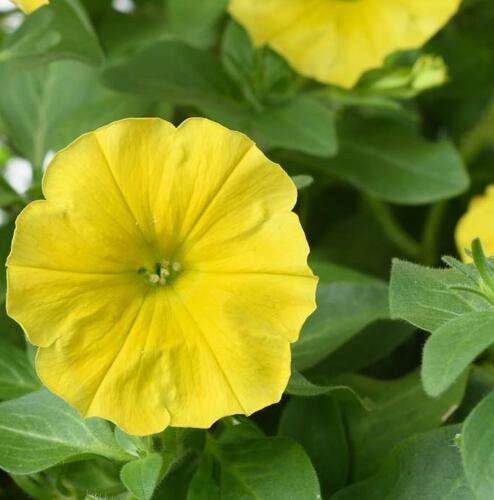 Petúnie 'Capella Hello Yellow' - Petunia × atkinsoniana 'Capella Hello Yellow'