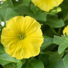 Petúnie 'Capella Hello Yellow' - Petunia hybrida 'Capella Hello Yellow'