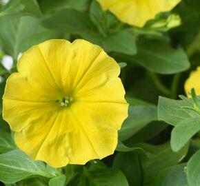 Petúnie 'Capella Hello Yellow' - Petunia hybrida 'Capella Hello Yellow'