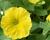 Petúnie 'Capella Hello Yellow'