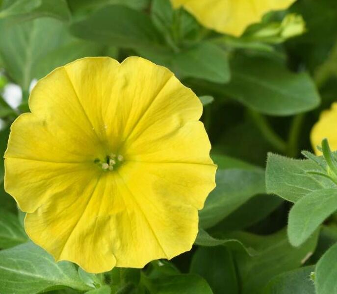 Petúnie 'Capella Hello Yellow' - Petunia hybrida 'Capella Hello Yellow'