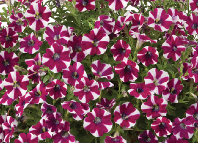 Petúnie 'Cascadias Bicolor Cabernet' - Petunia hybrida 'Cascadias Bicolor Cabernet'
