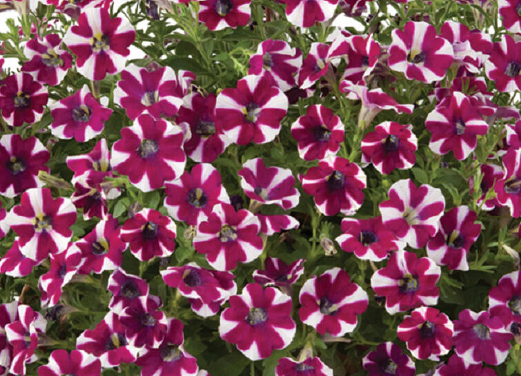 Petúnie 'Cascadias Bicolor Cabernet' - Petunia hybrida 'Cascadias Bicolor Cabernet'