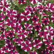 Petúnie 'Cascadias Bicolor Cabernet' - Petunia hybrida 'Cascadias Bicolor Cabernet'