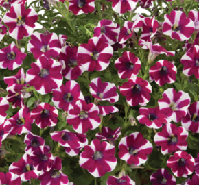 Petúnie 'Cascadias Bicolor Cabernet' - Petunia hybrida 'Cascadias Bicolor Cabernet'