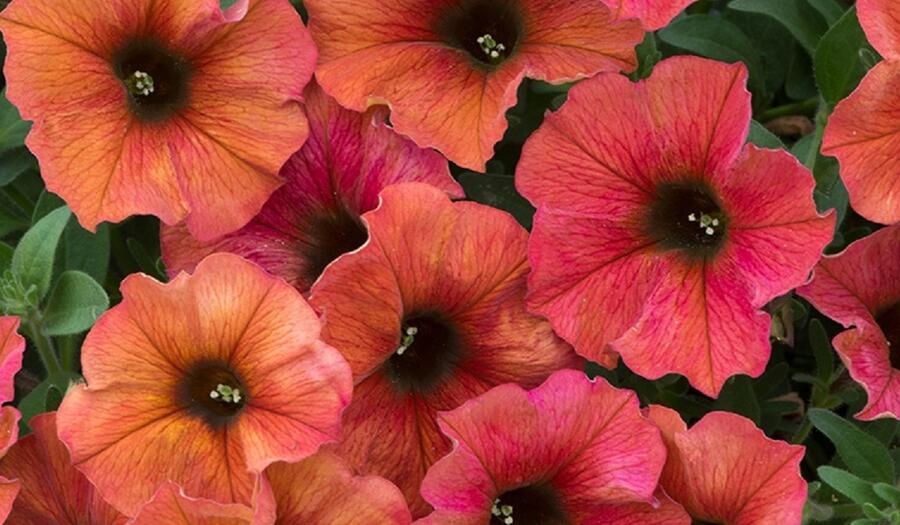 Petúnie 'Petchoa BeautiCal Cinnamon' - Petunia hybrida 'Petchoa BeautiCal Cinnamon'