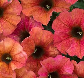 Petúnie 'Petchoa BeautiCal Cinnamon' - Petunia hybrida 'Petchoa BeautiCal Cinnamon'