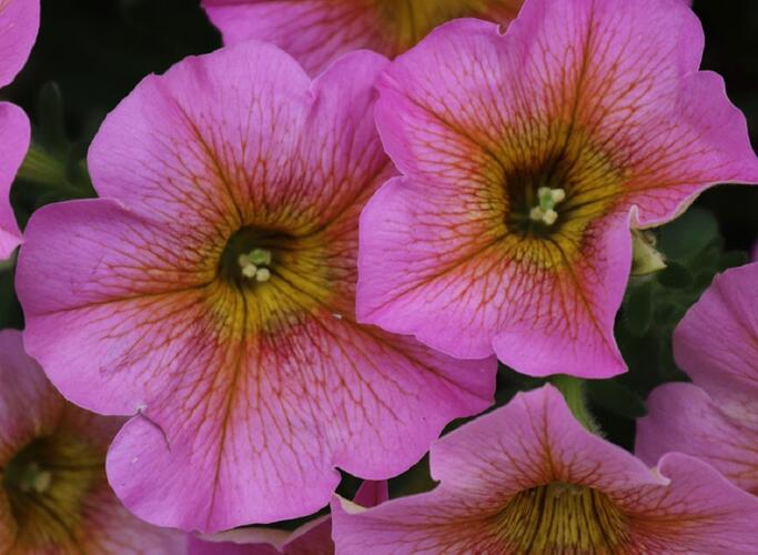 Petúnie 'Petchoa BeutiCal Sunray Pink' - Petunia hybrida 'Petchoa BeutiCal Sunray Pink'
