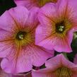 Petúnie 'Petchoa BeutiCal Sunray Pink' - Petunia hybrida 'Petchoa BeutiCal Sunray Pink'