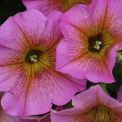 Petúnie 'Petchoa BeutiCal Sunray Pink' - Petunia hybrida 'Petchoa BeutiCal Sunray Pink'