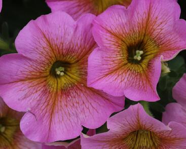 Petúnie 'Petchoa BeutiCal Sunray Pink'