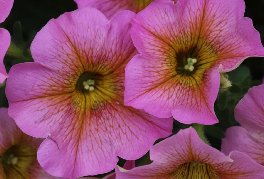 Petúnie 'Petchoa BeutiCal Sunray Pink' - Petunia hybrida 'Petchoa BeutiCal Sunray Pink'