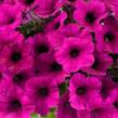 Petúnie 'Ray Fuchsia' - Petunia hybrida 'Ray Fuchsia'