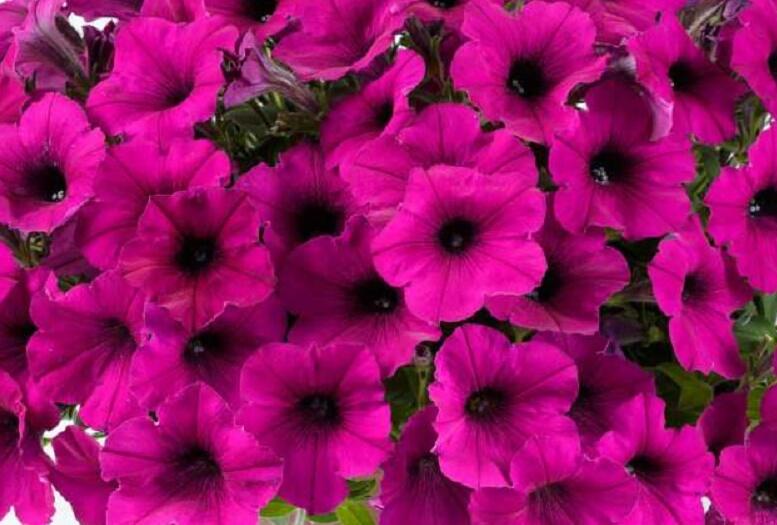 Petúnie 'Ray Fuchsia' - Petunia hybrida 'Ray Fuchsia'