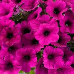 Petúnie 'Ray Fuchsia' - Petunia hybrida 'Ray Fuchsia'