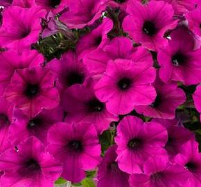 Petúnie 'Ray Fuchsia' - Petunia hybrida 'Ray Fuchsia'