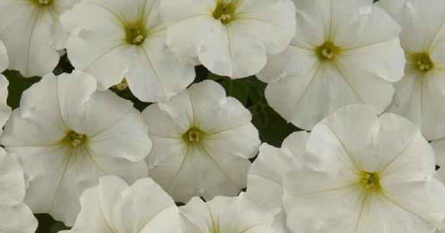 Petúnie 'Ray White' - Petunia hybrida 'Ray White'